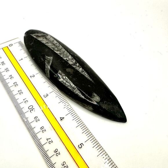 Orthocerras fossil - Picture 6 of 10